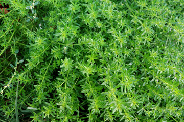 green grass background