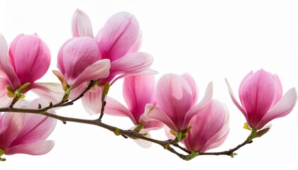 Obraz premium Pink Magnolia Flowers Stem Branch Transparent Background Spring