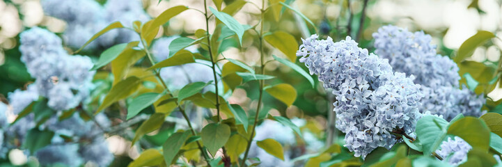 Beautiful lilac flowers with green leaves in garden setting during spring bloom.