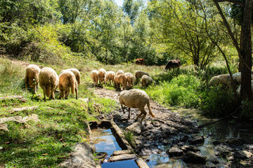 A peaceful flock of sheep grazing freely on a green mountain pasture, depicting ecological and humane farming