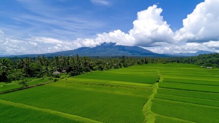 Breathtaking rice field aerial view bali nature photography lush green landscape scenic perspective tranquil beauty