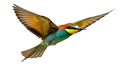 European Bee- Eater Bird in Flight bee-eater european bee-eater
