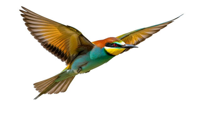 European Bee- Eater Bird in Flight bee-eater european bee-eater