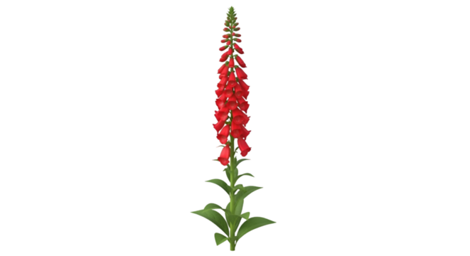 Red Foxglove Flower with Green Leaves on Black Background