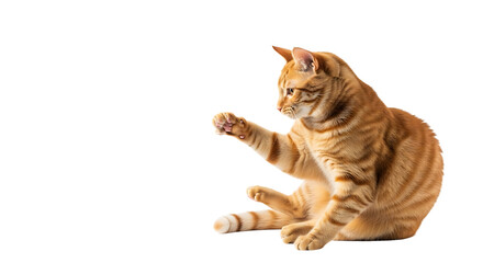 Orange tabby cat sitting and playing isolated on transparent background