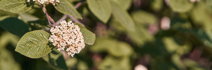 Close-up of vibrant flowering shrub with green leaves in sunlit garden setting.