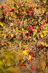 Ripe Red Apples on a Tree in Autumn Sunlight

Description:
Close-up of ripe red apples hanging on tree branches surrounded by green and yellow leaves in warm autumn sunlight.