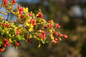 Ripe Red Apples on a Tree in Autumn Sunlight

Description:
Close-up of ripe red apples hanging on tree branches surrounded by green and yellow leaves in warm autumn sunlight.