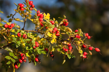 Ripe Red Apples on a Tree in Autumn Sunlight

Description:
Close-up of ripe red apples hanging on tree branches surrounded by green and yellow leaves in warm autumn sunlight.