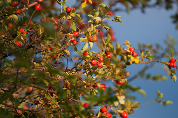Krzak róży z rozwiniętymi kwiatami w naturalnym otoczeniu. Delikatne płatki i intensywne kolory podkreślają piękno natury i elegancję ogrodu. Idealne ujęcie do tematów związanych z roślinami, przyrodą © Freshfanpage