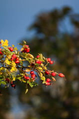 Krzak róży z rozwiniętymi kwiatami w naturalnym otoczeniu. Delikatne płatki i intensywne kolory podkreślają piękno natury i elegancję ogrodu. Idealne ujęcie do tematów związanych z roślinami, przyrodą © Freshfanpage