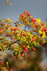 Krzak róży z rozwiniętymi kwiatami w naturalnym otoczeniu. Delikatne płatki i intensywne kolory podkreślają piękno natury i elegancję ogrodu. Idealne ujęcie do tematów związanych z roślinami, przyrodą © Freshfanpage