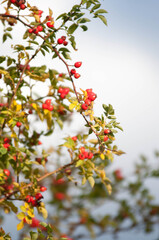 Krzak róży z rozwiniętymi kwiatami w naturalnym otoczeniu. Delikatne płatki i intensywne kolory podkreślają piękno natury i elegancję ogrodu. Idealne ujęcie do tematów związanych z roślinami, przyrodą