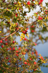 Drzewo z widokiem na zachód słońca, otulone ciepłym światłem wieczoru. Spokojna, nastrojowa scena natury.