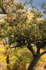 Ripe Red Apples on a Tree in Autumn Sunlight

Description:
Close-up of ripe red apples hanging on tree branches surrounded by green and yellow leaves in warm autumn sunlight.