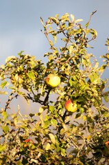 Ripe Red Apples on a Tree in Autumn Sunlight

Description:
Close-up of ripe red apples hanging on tree branches surrounded by green and yellow leaves in warm autumn sunlight.