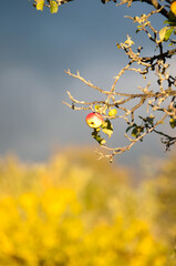 Ripe Red Apples on a Tree in Autumn Sunlight

Description:
Close-up of ripe red apples hanging on tree branches surrounded by green and yellow leaves in warm autumn sunlight.