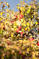 Ripe Red Apples on a Tree in Autumn Sunlight

Description:
Close-up of ripe red apples hanging on tree branches surrounded by green and yellow leaves in warm autumn sunlight.