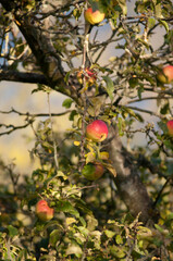 Ripe Red Apples on a Tree in Autumn Sunlight

Description:
Close-up of ripe red apples hanging on tree branches surrounded by green and yellow leaves in warm autumn sunlight.