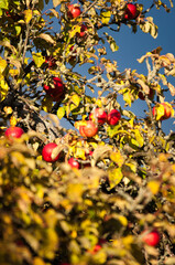 Ripe Red Apples on a Tree in Autumn Sunlight

Description:
Close-up of ripe red apples hanging on tree branches surrounded by green and yellow leaves in warm autumn sunlight.