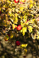 Ripe Red Apples on a Tree in Autumn Sunlight

Description:
Close-up of ripe red apples hanging on tree branches surrounded by green and yellow leaves in warm autumn sunlight.
