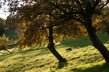 Lonely Tree in Sunset Light on a Hill. Scenic view of a single tree standing on a grassy hill during sunset.