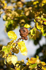 Rotten Apple on a Tree Branch in Autumn Sunlight
Close-up of a decayed apple hanging on a branch among yellow leaves in autumn sunlight. The image symbolizes imperfection, decay, and the