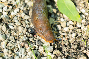 Detailed Macro of Slug in Forest Ecosystem, Wildlife Close-Up