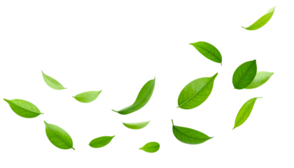 Floating Green Leaves in Clean Air Flow, Fresh Purifier Breeze Concept, Transparent Background, PNG