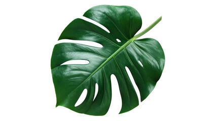 Single Fresh Monstera Leaf with Natural Shadows, Tropical Plant Element, Transparent Background, PNG