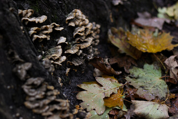 Autumn leaves and stump. Old stump overgrown with parasitic mushrooms. Fallen autumn leaves near a tree stump. Parasitic fungus on a stump. Autumn nature close up. Stereum sanguinolentum