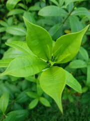 green leaves in the garden