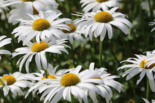 Les jardins fleuris de l&rsquo;Abbaye de Kylemore, en Irlande