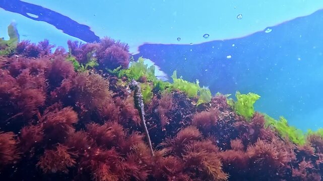 Long-snouted seahorse - Hippocampus hippocampus swims against the background of macrophyte seaweed