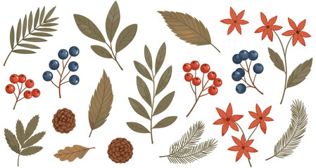Botanical illustration set with leaves, berries, pinecones, and flowers on white background, seasonal nature vector for autumn and winter