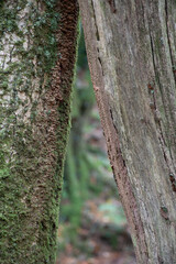 A dead tree leaning against a live tree at Cardinham, Bodmin Moor, Cornwall 