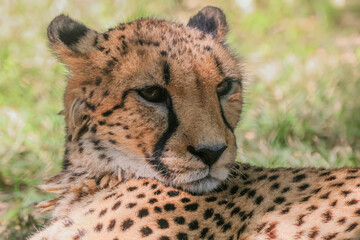 Cheetah -241C6429
