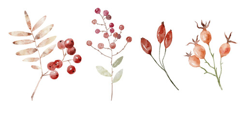 Watercolor Illustration Botanical Element Rowan and rose hip. Cozy autumn design. Whimsical vintage element in cottagecore style for invitation, social media and posters.