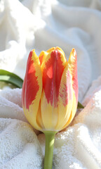 single vibrant tulip slice rests atop pristine surface soft diffused natural
