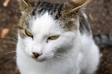 Yawning domestic cat with mouth wide open revealing teeth, captured in candid natural outdoor...