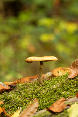 mushroom in the forest