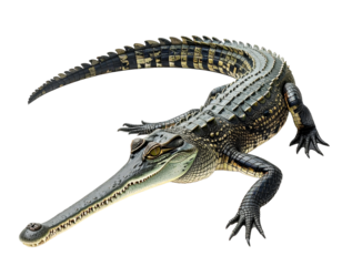 Gharial, transparenter Hintergrund, PNG