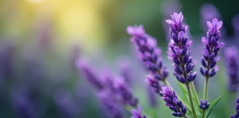 Obraz premium Vibrant purple lavender sprigs, perfect for wedding stationery , flower, image, purple background