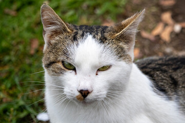 Close-up of a sleepy cat with eyes closed, peaceful expression and soft lighting, highlighting relaxation, comfort, and the gentle beauty of domestic animal rest.