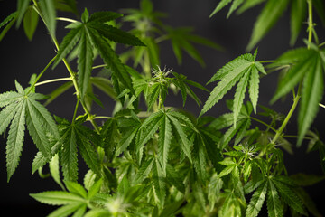 Marijuana plant grown in a small pot