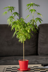 Marijuana plant grown in a small pot