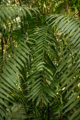 Exotic Tropical Plant Foliage - Lush Green Palm-Like Leaves for Travel and Nature Projects