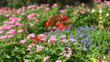 花壇に植えられた花