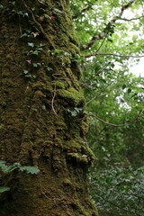 Réserve naturelle de Glengarriff en Irlande