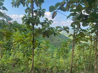 hills with beautiful clouds in the morning. Summer Mountain with green plants and clouds in the sky. wooden hut on Mountain. Texture of green tree forest view from above, Beautiful sunrise.